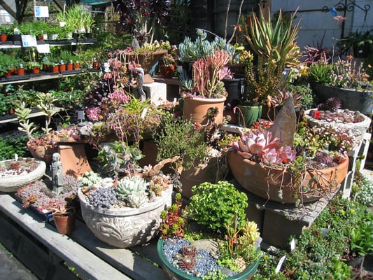 succulents and succulent arrangements yelp succulents and succulent arrangements yelp