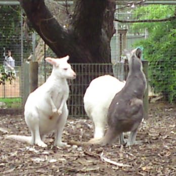Featherdale discount coupons