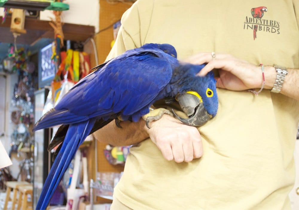 Adventures In Birds 10 Reviews Pet Stores Spring Branch Houston