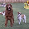Mutlu Köpek Oteli