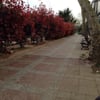 Caddebostan Sahili