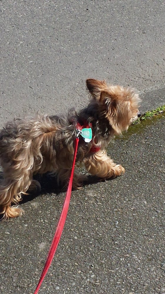 The Grooming Spa Pet Groomers Seattle, WA Yelp