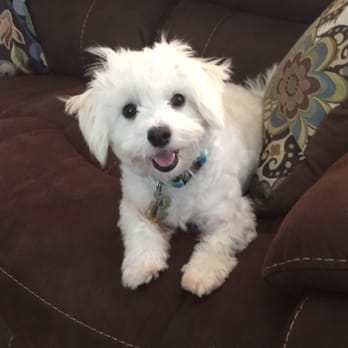 Get One Love Pet Adoptions Available Dogs Collection