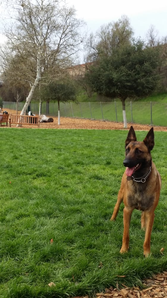 Hap Magee Ranch Park 60 Photos Dog Parks Danville, CA Reviews