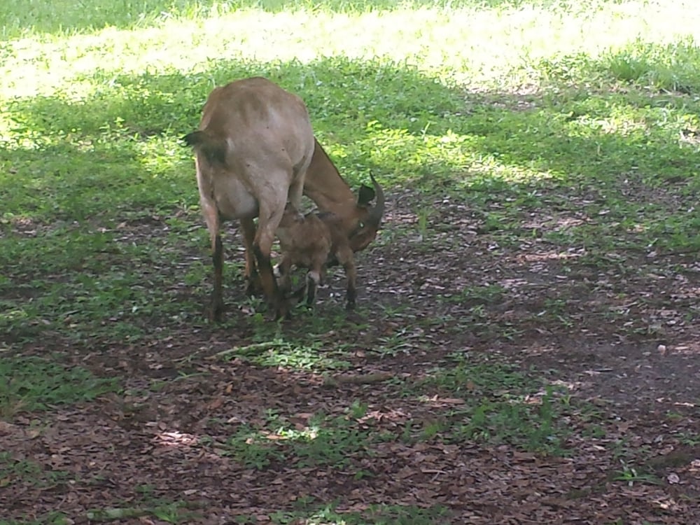 Lake Meadow Naturals Farmers Market Ocoee Ocoee, FL Reviews