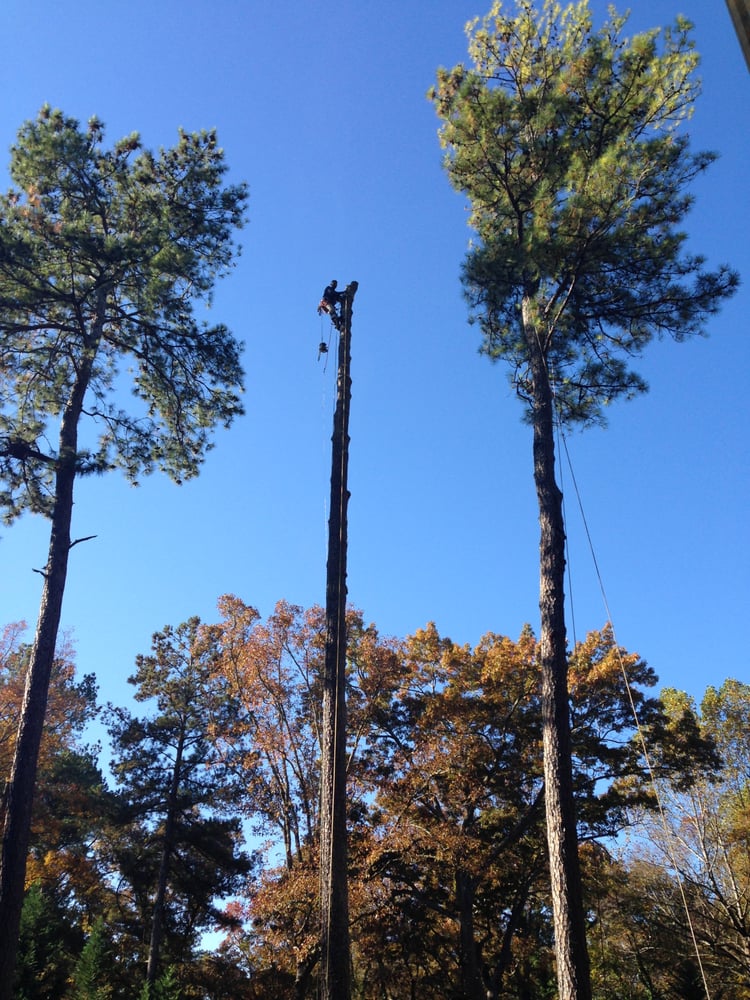 Atlanta Arbor Tree Care Specialist 26 Photos Tree