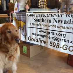 golden retriever rescue las vegas golden retriever rescue of southern nevada animal shelters northwest las vegas golden retriever rescue las vegas golden retriever rescue of southern nevada animal shelters northwest las vegas