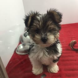 yorkie breeders ta fl pocket puppies 29 foton djuraff 228 rer lincoln park chicago il usa yorkie breeders ta fl pocket puppies 29 foton djuraff 228 rer lincoln park chicago il usa