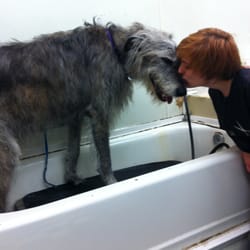 Spa For Pets Los Gatos Reviews Spa For Pets Los Gatos Reviews
