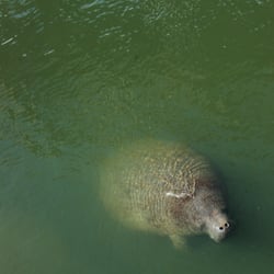 Tampa Electric Manatee Viewing Center - Don't look them in the eye. You