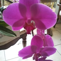 RF Orchids - Nurseries & Gardening - Homestead, FL - Reviews - Photos