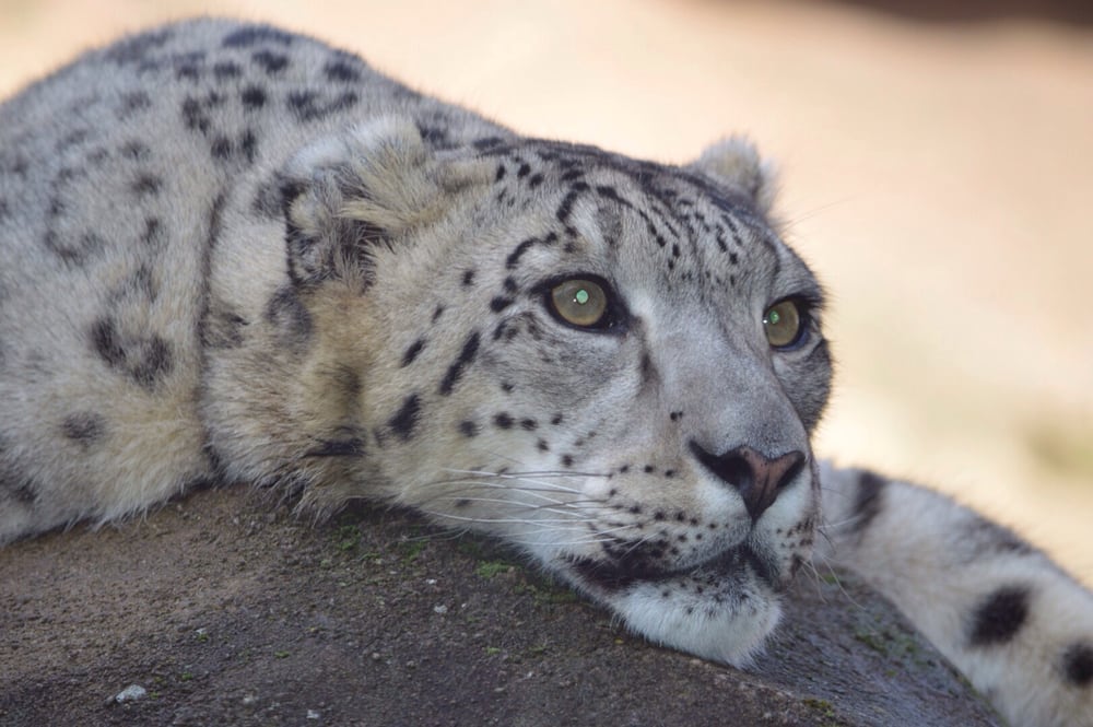 Alaska Zoo 68 Photos Zoos Anchorage, AK Reviews Yelp