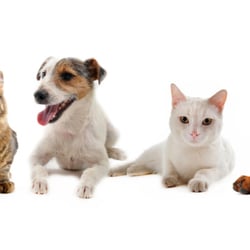 grooming spokane debbie s grooming pet groomers spokane wa yelp grooming spokane debbie s grooming pet groomers spokane wa yelp