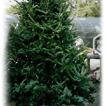ergle christmas tree farm christmas trees 3325 treiman ergle christmas tree farm christmas trees 3325 treiman