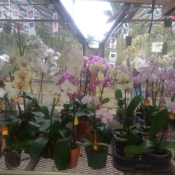 RF Orchids - 423 Photos & 29 Reviews - Nurseries & Gardening - 28100 SW