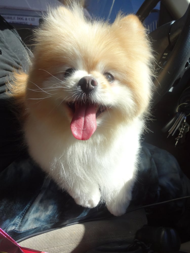 Doggie Stylz Grooming - Pet Groomers - Centennial - Las Vegas, NV - Reviews - Photos - Yelp