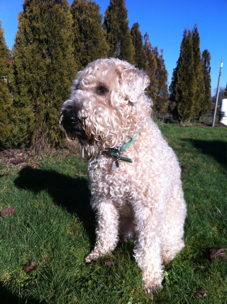 Sauvie Island Kennels Pet Training Portland, OR Reviews Photos