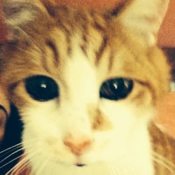 Precious 'n Purrfect Pampered Pets logo