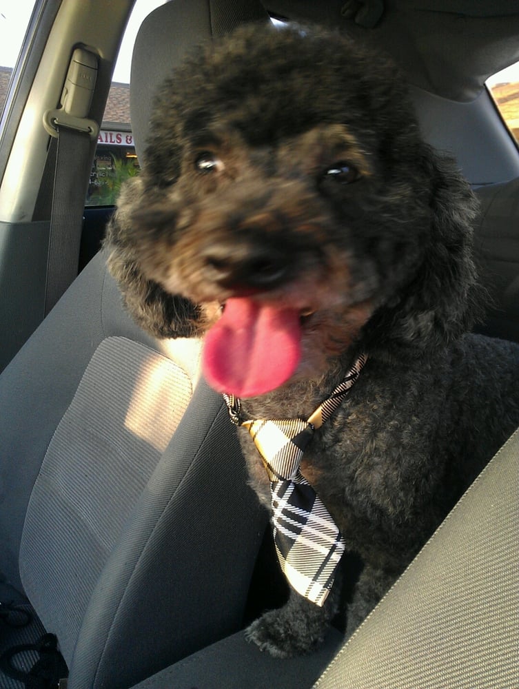 Grooming by Connie Pet Groomers Orange, CA Reviews Photos Yelp