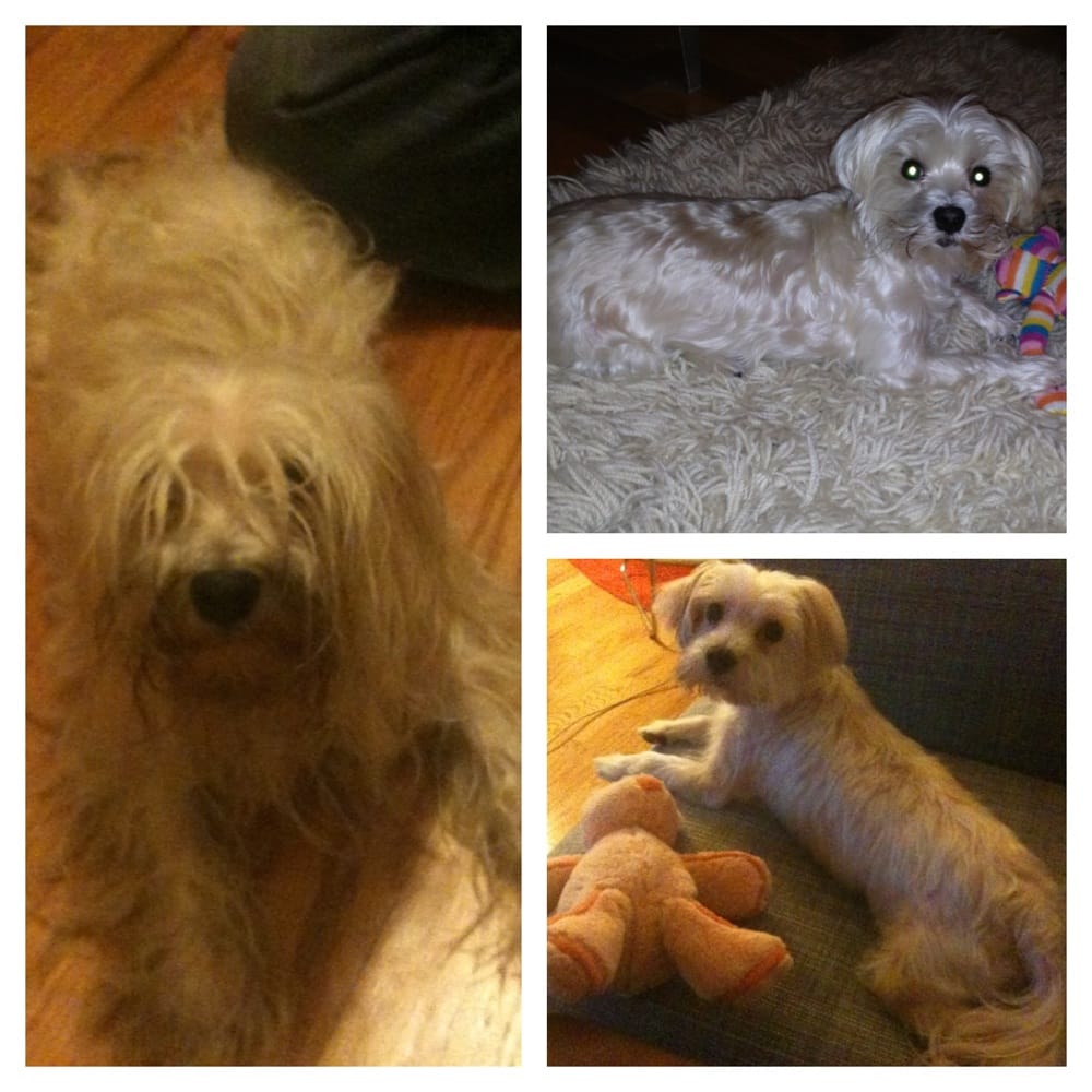 Doggie Styles Pet Grooming 20 Photos Pet Groomers Williamsburg