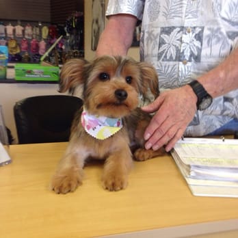 my playful puppy my playful puppy 18 photos 30 reviews pet shop simi valley ca phone number my playful puppy my playful puppy 18 photos 30 reviews pet shop simi valley ca phone number