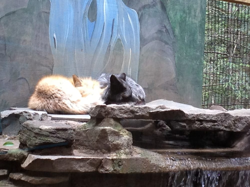 Claws ‘N’ Paws Animal Park 57 Photos Zoos 1475 Ledgedale Rd