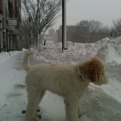 Kelly S Underground Dog Grooming Kelly S Underground Dog Grooming