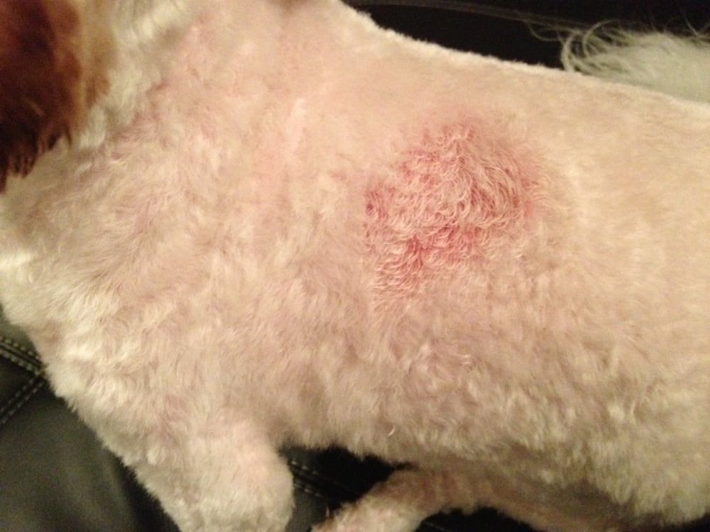 grooming places my after grooming at this worst pet grooming place yelp grooming places my after grooming at this worst pet grooming place yelp