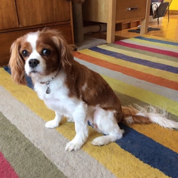 348s Jpg 348 348 Dogs Animals