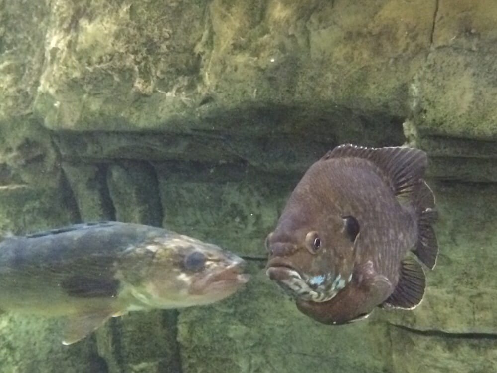 Bass Pro Shop Outdoor World Sporting Goods Gurnee, IL Reviews