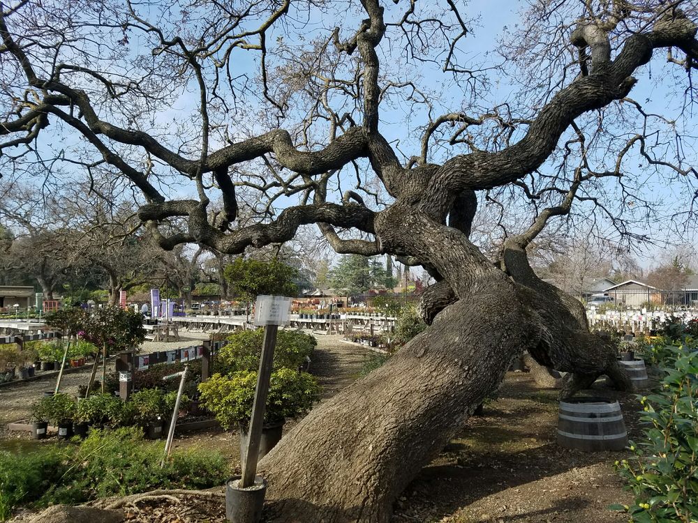 Majestic Oak Yelp Photo Of Alden Lane Nursery Livermore Ca United States Majestic Oak
