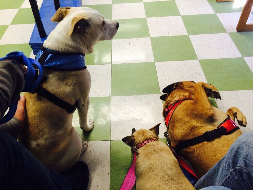 Auburn Animal Hospital 14 Photos & 26 Reviews Veterinarians 3713 Auburn St, Bakersfield