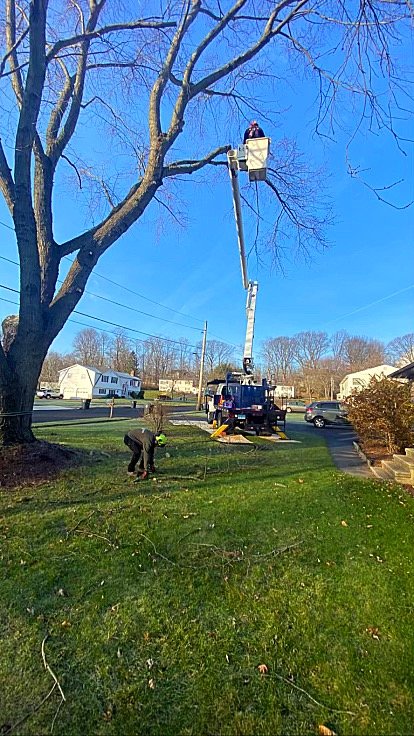 Arbor Green Tree Service