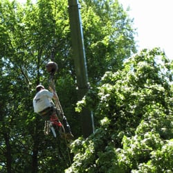 Tree Service Watertown  Photo of BBD Tree Service - Watertown, MA, United States