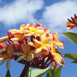 The Exotic Plumeria Nurseries Gardening 453 W Dr Martin Luther Photo Of The Exotic Plumeria Seffner Fl United States