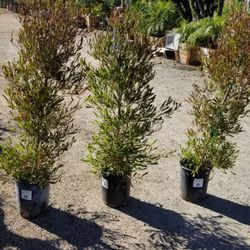 Cherry Valley Nursery Landscape Supply 69 Photos 48 Reviews Photo Of Cherry Valley Nursery Landscape Supply Ca United States