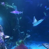 sea life michigan aquarium