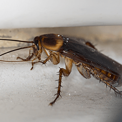 Arrow Pest Control 200 B Campus Dr Morganville Nj Photo Of Arrow Pest Control Morganville Nj United States Roaches