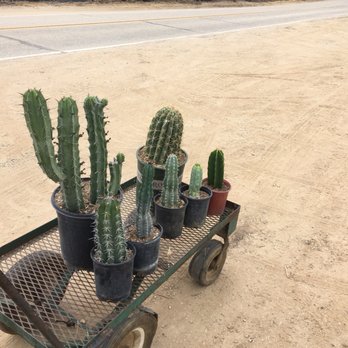 Cactus Mart 69 Photos 31 Reviews Nurseries Gardening 3571 Photo Of Cactus Mart Fillmore Ca United States
