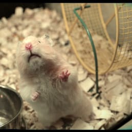 Photos For Petsmart Yelp Photo Of Petsmart Algonquin Il United States A Friendly Long Haired