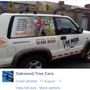 Oak Wood Tree Care