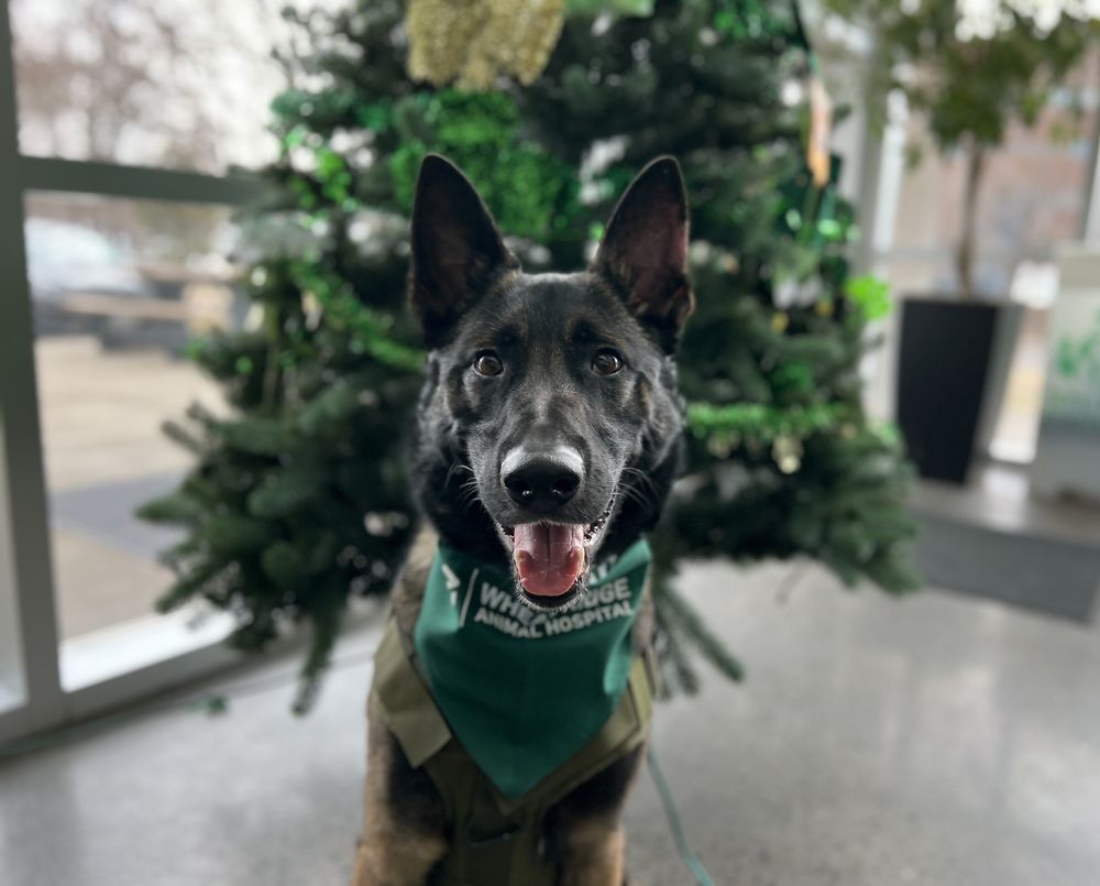 K-9 Castle