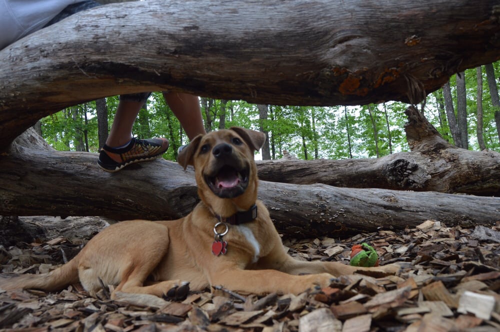 One Loudoun Dog Park