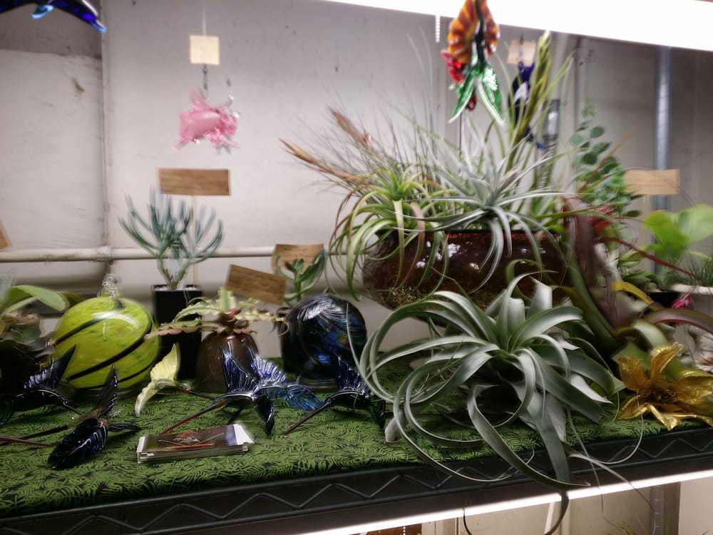 Air Plants Amongst Fancy Things Yelp Photo Of City Farm Portland Or United States Air Plants Amongst Fancy