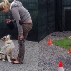 École du Chien - Dressage de chien & autres animaux École du Chien - Dressage de chien & autres animaux