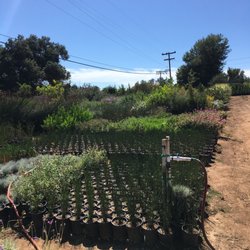 Sunsol Nursery 11 Reviews Nurseries Gardening 1138 Ln Photo Of Sunsol Nursery Escondido Ca United States