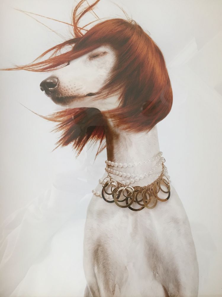 Groomindales - Pet Groomers - 240 Shadowline Dr, Boone, NC - Phone Number - Yelp