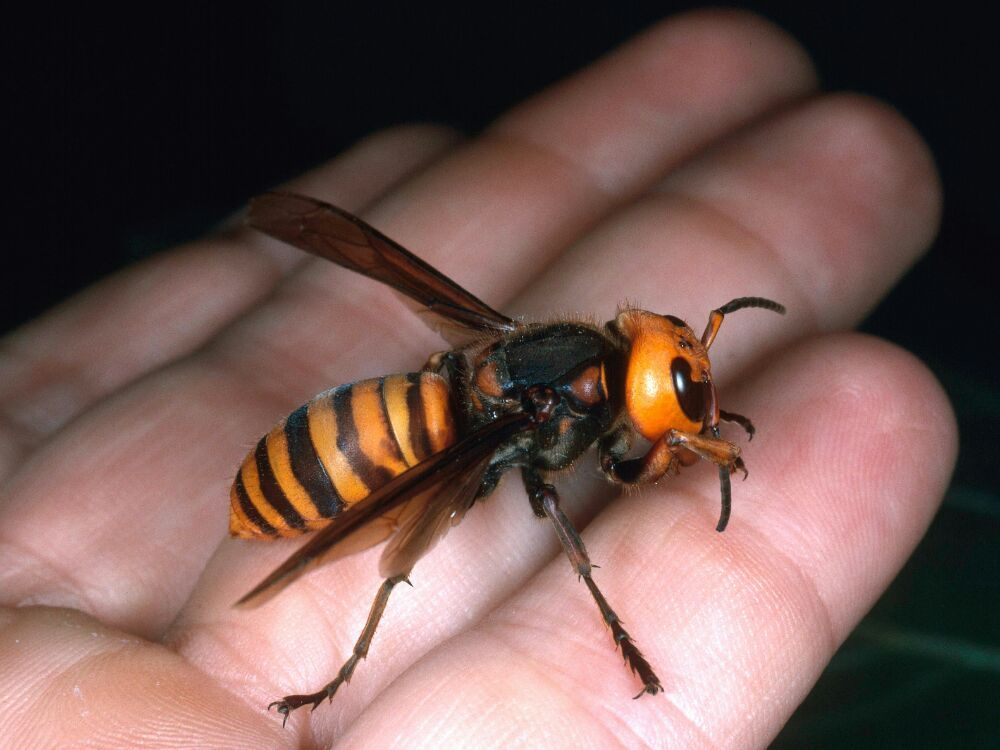 Reasonable Pest Services