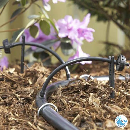 Blue Whale Sprinkler Service