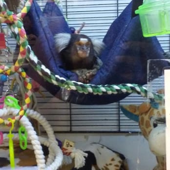 Pet Store Usa 2
